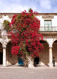 exposicion-fotografica-del-instituto-de-la-industria-fotografica-de-japon-jcii